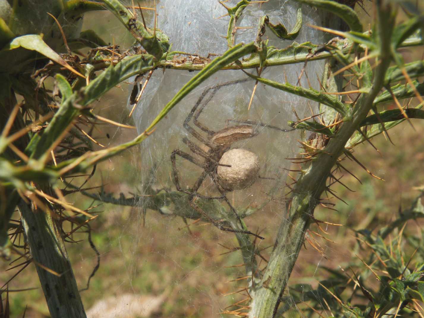 Pisaura sp.: carrellata di nidi - Tolfa (RM)